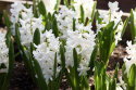 Svibel 'Carnegie' 5 stk, Stødige, tette blomsteraks i det reneste hvitt med herlig blomsterduft.