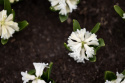 Svibel 'Carnegie' 5 stk, Stødige, tette blomsteraks i det reneste hvitt med herlig blomsterduft.