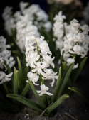Svibel 'Carnegie' 5 stk, Stødige, tette blomsteraks i det reneste hvitt med herlig blomsterduft.