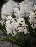 Svibel 'Carnegie' 5 stk, Stødige, tette blomsteraks i det reneste hvitt med herlig blomsterduft.