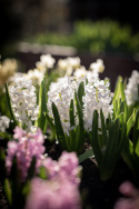 Svibel 'Carnegie' 5 stk, Stødige, tette blomsteraks i det reneste hvitt med herlig blomsterduft.