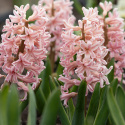 Svibel 'Gipsy Queen' 5 stk, Stødige, tette blomsteraks i lyst aprikos og lakserosa med herlig blomsterduft.