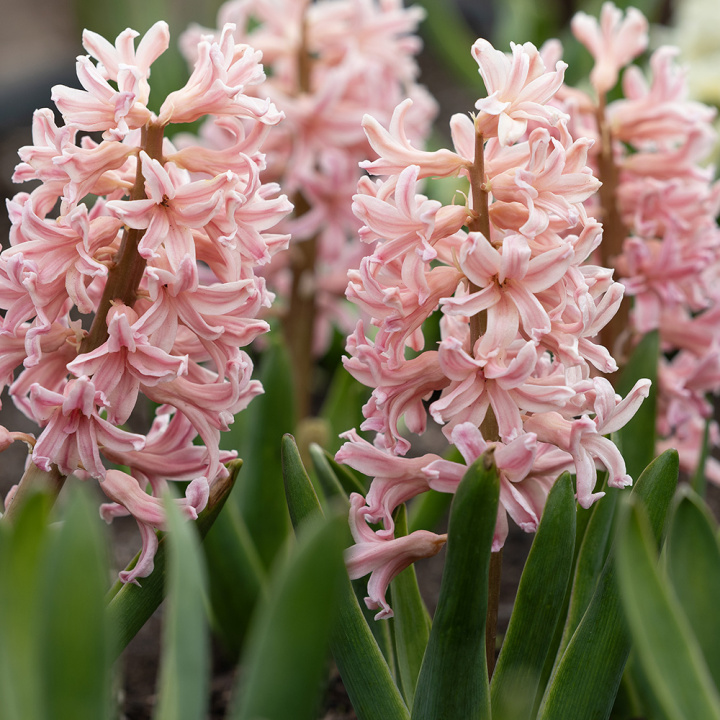 Svibel 'Gipsy Queen' 5 stk, Stødige, tette blomsteraks i lyst aprikos og lakserosa med herlig blomsterduft.