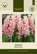 Svibel 'Gipsy Queen' 5 stk, Stødige, tette blomsteraks i lyst aprikos og lakserosa med herlig blomsterduft.