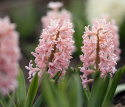 Svibel 'Gipsy Queen' 5 stk, Stødige, tette blomsteraks i lyst aprikos og lakserosa med herlig blomsterduft.