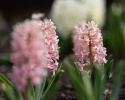 Svibel 'Gipsy Queen' 5 stk, Stødige, tette blomsteraks i lyst aprikos og lakserosa med herlig blomsterduft.