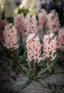 Svibel 'Gipsy Queen' 5 stk, Stødige, tette blomsteraks i lyst aprikos og lakserosa med herlig blomsterduft.