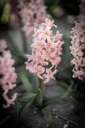 Svibel 'Gipsy Queen' 5 stk, Stødige, tette blomsteraks i lyst aprikos og lakserosa med herlig blomsterduft.