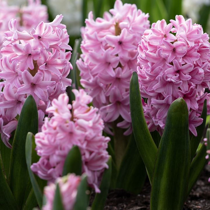 Svibel 'Pink Surprise' 5 stk, Stødige, tette blomsteraks i lysende rosa med blekrosa kanter og herlig blomsterduft.