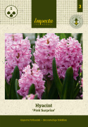 Svibel 'Pink Surprise' 5 stk, Stødige, tette blomsteraks i lysende rosa med blekrosa kanter og herlig blomsterduft.