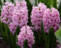 Svibel 'Pink Surprise' 5 stk, Stødige, tette blomsteraks i lysende rosa med blekrosa kanter og herlig blomsterduft.