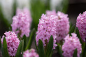 Svibel 'Pink Surprise' 5 stk, Stødige, tette blomsteraks i lysende rosa med blekrosa kanter og herlig blomsterduft.