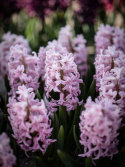 Svibel 'Pink Surprise' 5 stk, Stødige, tette blomsteraks i lysende rosa med blekrosa kanter og herlig blomsterduft.