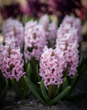 Svibel 'Pink Surprise' 5 stk, Stødige, tette blomsteraks i lysende rosa med blekrosa kanter og herlig blomsterduft.