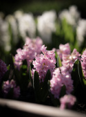 Svibel 'Pink Surprise' 5 stk, Stødige, tette blomsteraks i lysende rosa med blekrosa kanter og herlig blomsterduft.