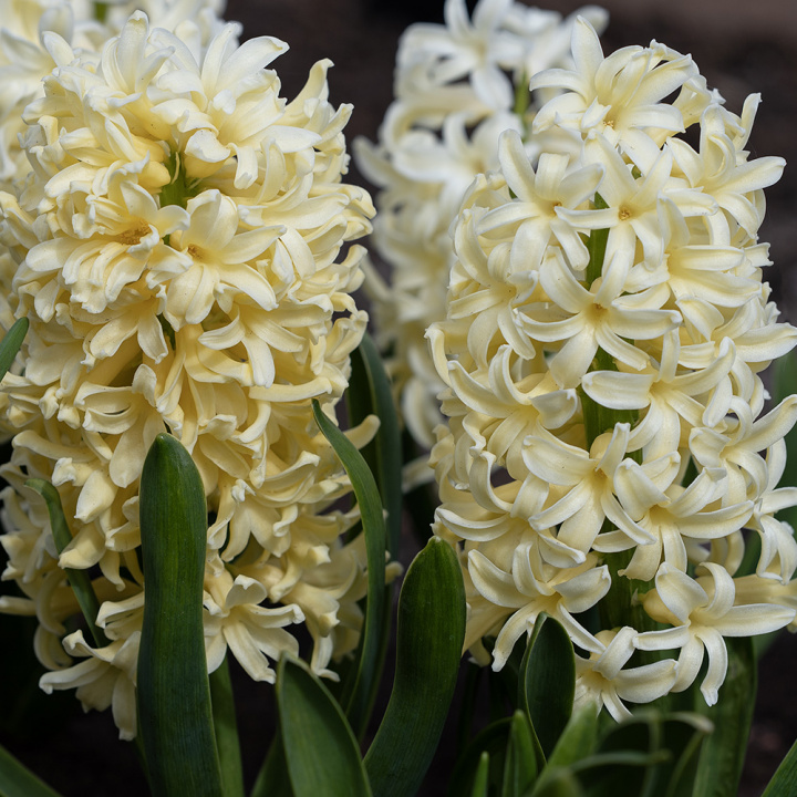 Svibel ''Yellowstone'' 5 stk, Stødige, tette blomsteraks i lyst smørgult med herlig blomsterduft.