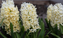 Svibel ''Yellowstone'' 5 stk, Stødige, tette blomsteraks i lyst smørgult med herlig blomsterduft.