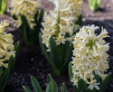 Svibel ''Yellowstone'' 5 stk, Stødige, tette blomsteraks i lyst smørgult med herlig blomsterduft.