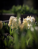 Svibel ''Yellowstone'' 5 stk, Stødige, tette blomsteraks i lyst smørgult med herlig blomsterduft.