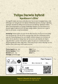 Darwin-hybridtulipan 'Apeldoorn's Elite' 10 stk.