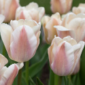 Darwin-hybridtulipan 'Apricot Pride' 7 stk, Passer utmerket i blomsterbed, men også i potter på balkong og terrasse