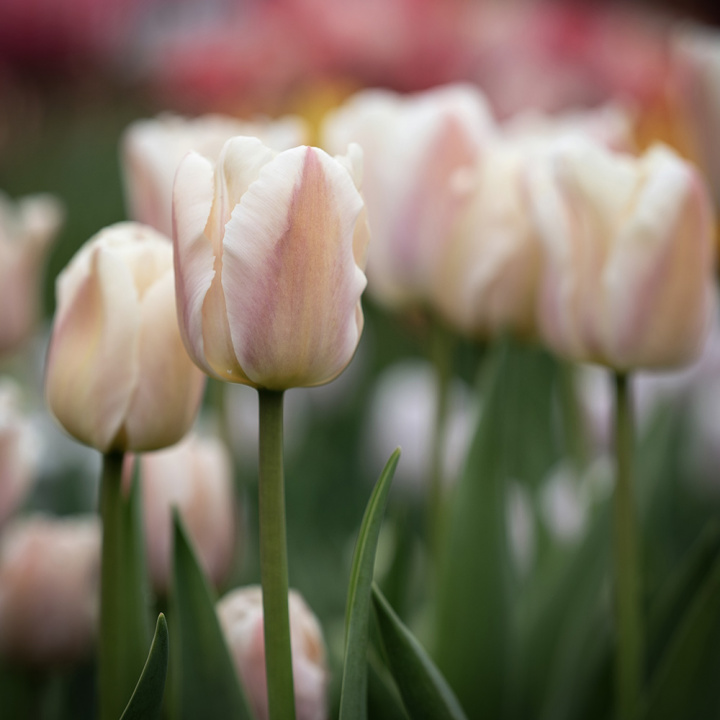 Darwin-hybridtulipan 'Apricot Pride' 7 stk, Passer utmerket i blomsterbed, men også i potter på balkong og terrasse
