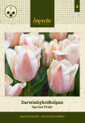 Darwin-hybridtulipan 'Apricot Pride' 7 stk, Passer utmerket i blomsterbed, men også i potter på balkong og terrasse