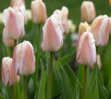 Darwin-hybridtulipan 'Apricot Pride' 7 stk, Passer utmerket i blomsterbed, men også i potter på balkong og terrasse