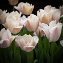 Darwin-hybridtulipan 'Apricot Pride' 7 stk, Passer utmerket i blomsterbed, men også i potter på balkong og terrasse