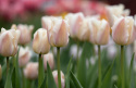 Darwin-hybridtulipan 'Apricot Pride' 7 stk, Passer utmerket i blomsterbed, men også i potter på balkong og terrasse