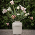 Darwin-hybridtulipan 'Apricot Pride' 7 stk, Passer utmerket i blomsterbed, men også i potter på balkong og terrasse