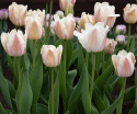 Darwin-hybridtulipan 'Apricot Pride' 7 stk, Passer utmerket i blomsterbed, men også i potter på balkong og terrasse