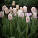Darwin-hybridtulipan 'Apricot Pride' 7 stk, Passer utmerket i blomsterbed, men også i potter på balkong og terrasse