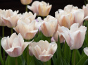 Darwin-hybridtulipan 'Apricot Pride' 7 stk, Passer utmerket i blomsterbed, men også i potter på balkong og terrasse