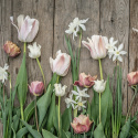 Darwin-hybridtulipan 'Apricot Pride' 7 stk, Passer utmerket i blomsterbed, men også i potter på balkong og terrasse
