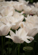 Darwin-hybridtulipan 'Apricot Pride' 7 stk, Passer utmerket i blomsterbed, men også i potter på balkong og terrasse