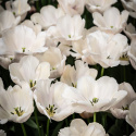 Darwin-hybridtulipan 'Apricot Pride' 7 stk, Passer utmerket i blomsterbed, men også i potter på balkong og terrasse