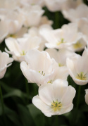 Darwin-hybridtulipan 'Apricot Pride' 7 stk, Passer utmerket i blomsterbed, men også i potter på balkong og terrasse