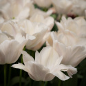 Darwin-hybridtulipan 'Apricot Pride' 7 stk, Passer utmerket i blomsterbed, men også i potter på balkong og terrasse