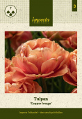 Tulipan 'Copper Image' 7 stk. 