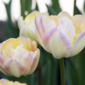 Tulipan 'Creme Upstar' 7 stk, pastellnyanser av gult og kremhvitt med en sjarmerende rødme av rosa på kronbladkantene