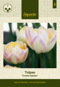 Tulipan 'Creme Upstar' 7 stk, pastellnyanser av gult og kremhvitt med en sjarmerende rødme av rosa på kronbladkantene