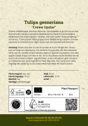Tulipan 'Creme Upstar' 7 stk, pastellnyanser av gult og kremhvitt med en sjarmerende rødme av rosa på kronbladkantene