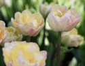 Tulipan 'Creme Upstar' 7 stk, pastellnyanser av gult og kremhvitt med en sjarmerende rødme av rosa på kronbladkantene