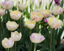 Tulipan 'Creme Upstar' 7 stk, pastellnyanser av gult og kremhvitt med en sjarmerende rødme av rosa på kronbladkantene