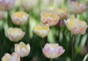 Tulipan 'Creme Upstar' 7 stk, pastellnyanser av gult og kremhvitt med en sjarmerende rødme av rosa på kronbladkantene