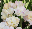 Tulipan 'Creme Upstar' 7 stk, pastellnyanser av gult og kremhvitt med en sjarmerende rødme av rosa på kronbladkantene