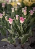 Kroneblomstrende tulipan 'Crown of Dynasty' 5 stk, Passer utmerket i blomsterbed, men også i potter på balkong og terrasse.