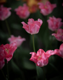 Kroneblomstrende tulipan 'Crown of Dynasty' 5 stk, Passer utmerket i blomsterbed, men også i potter på balkong og terrasse.