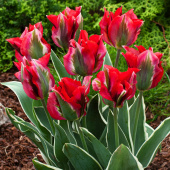 Grønnbåndet tulipan 'Esperanto' 7 stk. 